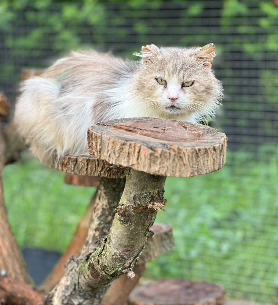 Feodor Bild 2